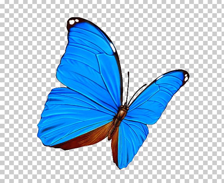 Butterfly Desktop PNG, Clipart, Blue, Brush Footed Butterfly, Desktop Wallpaper, Electric Blue, Insects Free PNG Download
