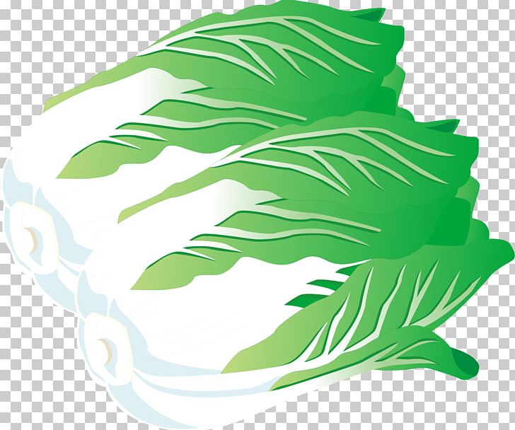 Chinese Cabbage Vegetable Napa Cabbage Illustration PNG, Clipart, Cabbage, Cabbage Vector, Effect, Effect Vector, Euclidean Vector Free PNG Download