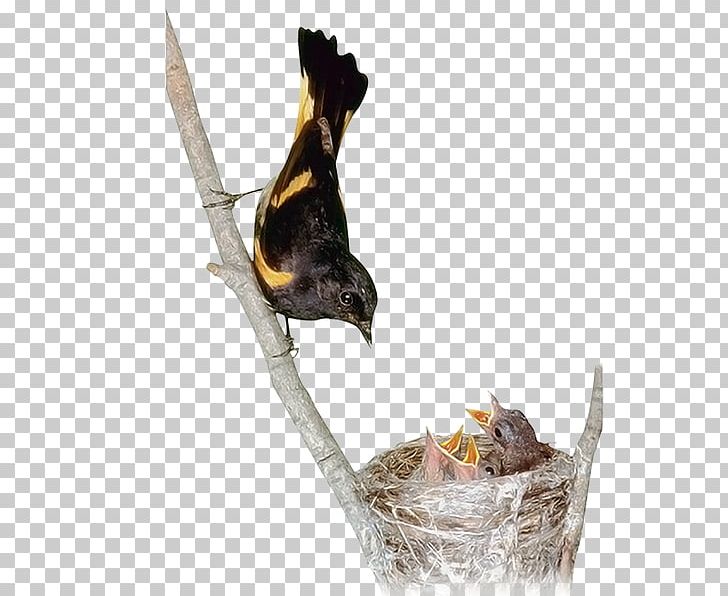 Desktop PNG, Clipart, Animal, Beak, Bird, Desktop Wallpaper, Download Free PNG Download