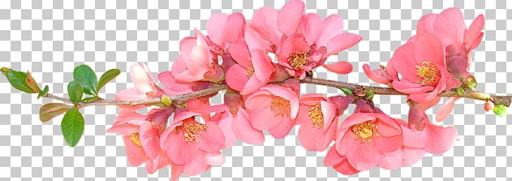Flower Spring Free Content PNG, Clipart, Artificial Flower, Azalea, Blossom, Branch, Cherry Blossom Free PNG Download