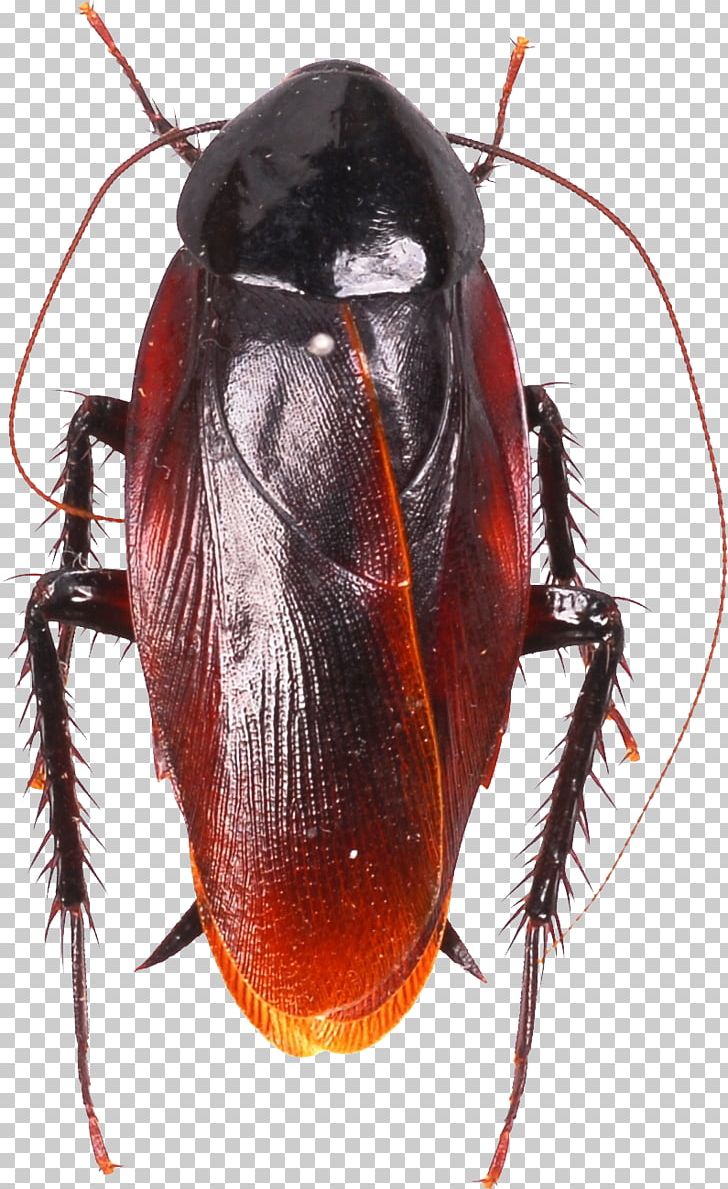 American Cockroach Insect German Cockroach Florida Woods Cockroach PNG, Clipart, Americ, Arthropod, Australian Cockroach, Beetle, Brown Cockroach Free PNG Download