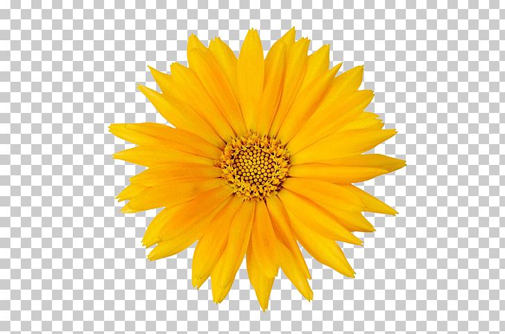 Calendula Officinalis Flower Mexican Marigold PNG, Clipart, Calendula, Daisy Family, Encapsulated Postscript, Herbs, Marigold Free PNG Download