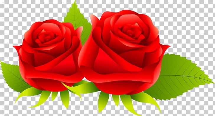 Centifolia Roses Rosa Gallica Garden Roses Flower PNG, Clipart, Centifolia Roses, Closeup, Cut Flowers, Floristry, Flower Free PNG Download