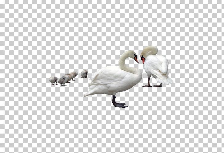 Cygnini Swimming Bird PNG, Clipart, Android, Animal, Animals, Background White, Beak Free PNG Download