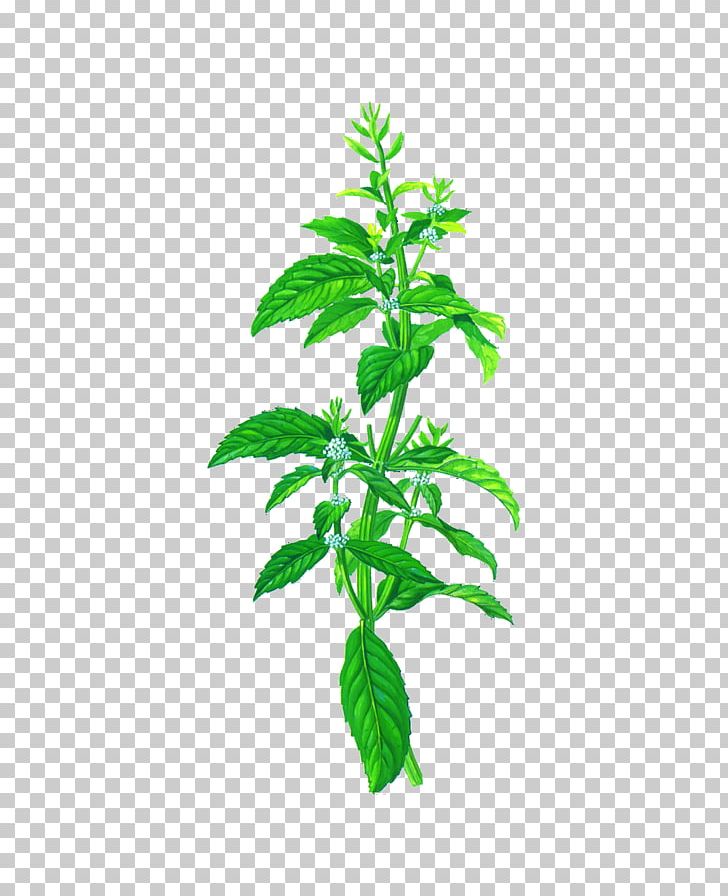 Mentha Arvensis Peppermint Herb Mentha Spicata Chocolate Mint PNG, Clipart, Branch, Chinese Herbology, Flowerpot, Food, Fresh Mint Free PNG Download