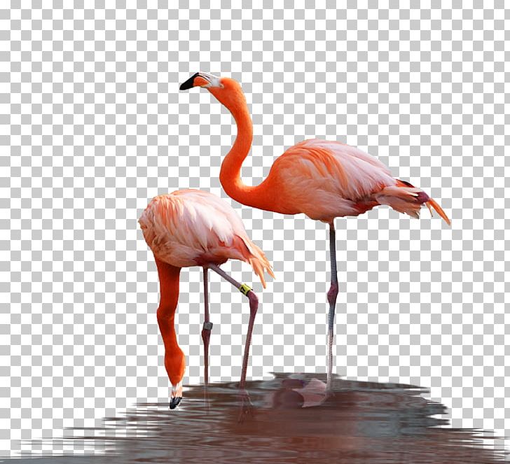 Water Bird Flamingo Reptile PNG, Clipart, Animals, Beak