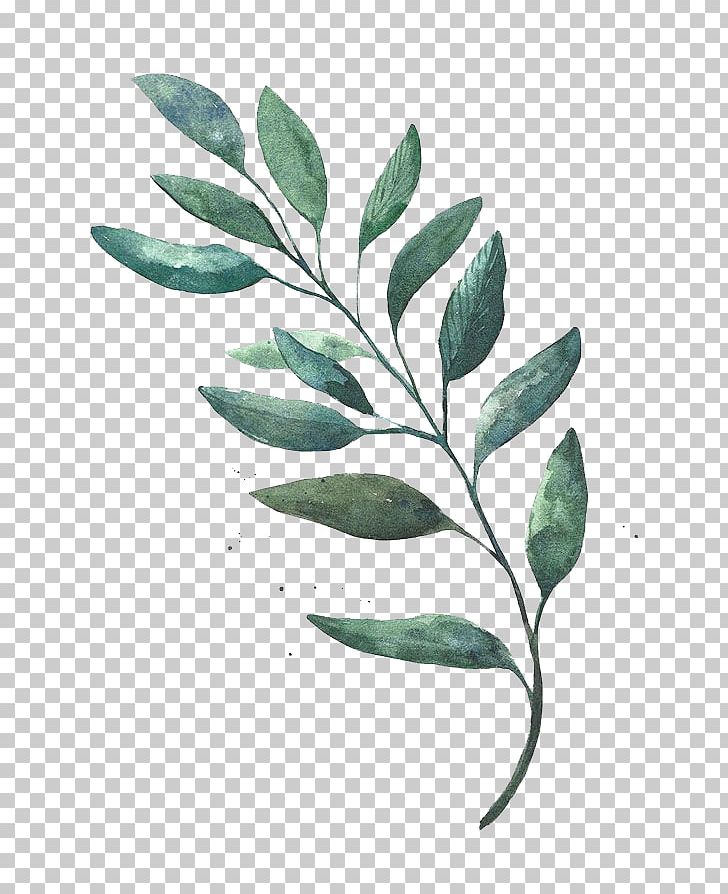 Watercolor Painting Leaf Drawing PNG, Clipart, Autumn Leaves, Blackish, Blackish Green, Branch, Cartoon Free PNG Download
