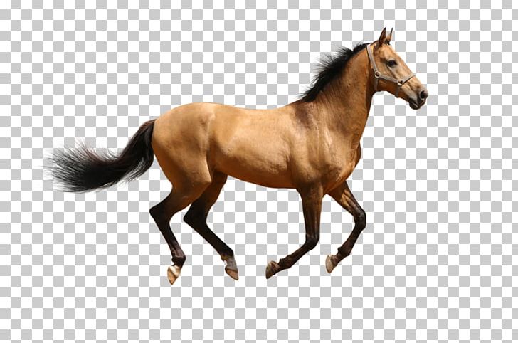 Arabian Horse Pony PNG, Clipart, Arabian Horse, Bay, Bridle, Colt, Computer Icons Free PNG Download