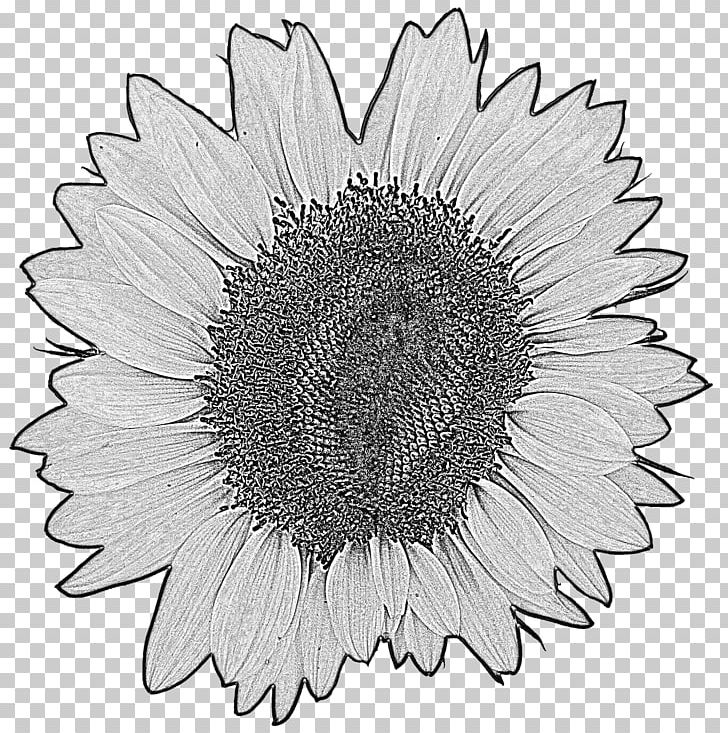 Drawing Common Sunflower Stock Photography PNG, Clipart, Chrysanths, Circle, Common Sunflower, Cut Flowers, Daisy Family Free PNG Download