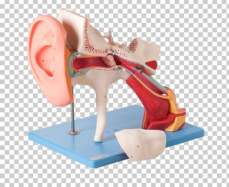 Ear Canal Eardrum Outer Ear Auditory System PNG, Clipart, Auditory Cortex, Auditory System, Auricle, Classic, Cochlea Free PNG Download