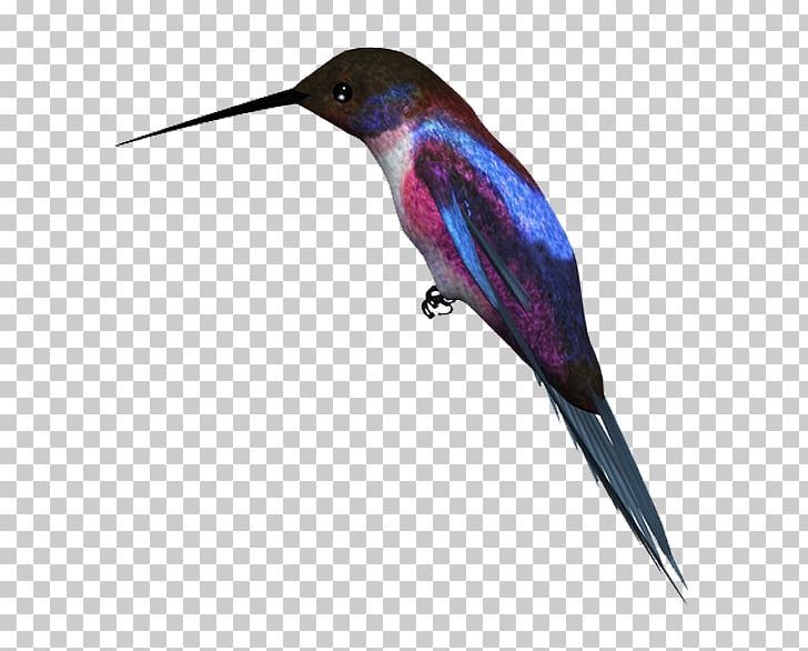 Hummingbird Kingfisher PNG, Clipart, Animals, Beak, Bird, Bird Cage, Bird Flight Free PNG Download