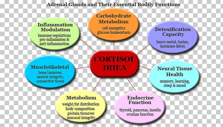 Adrenal Gland Adrenal Fatigue Function Cortisol PNG, Clipart, Adrenal Fatigue, Adrenal Gland, Adrenal Insufficiency, Area, Brand Free PNG Download