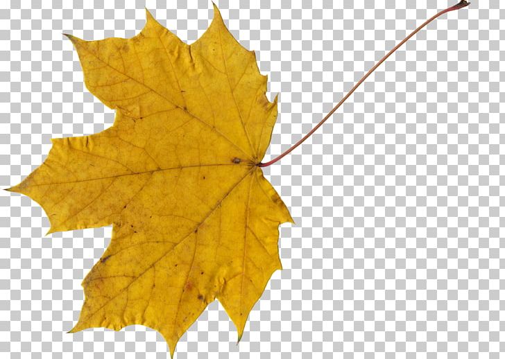 Canada Maple Leaf PNG, Clipart, Autumn, Canada, Computer Icons, Digital Media, Leaf Free PNG Download