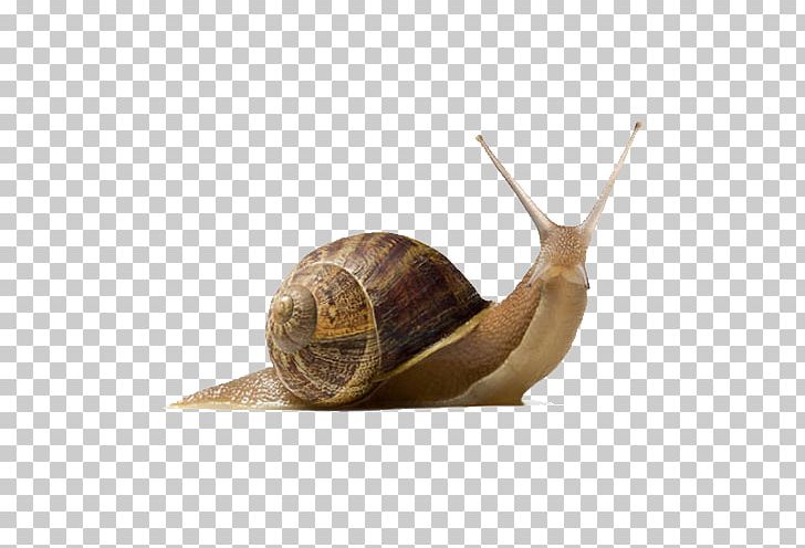Garden Snail Burgundy Snail PNG, Clipart, Animals, Burgundy Snail, Desktop Wallpaper, Helix, Image Resolution Free PNG Download