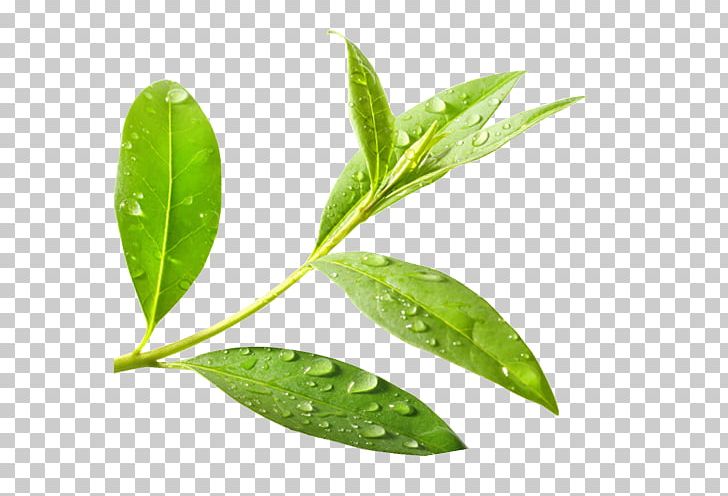Green Tea Tea Tree Oil Camellia Sinensis PNG, Clipart, Acne, Camellia Sinensis, Essential Oil, Extract, Food Free PNG Download