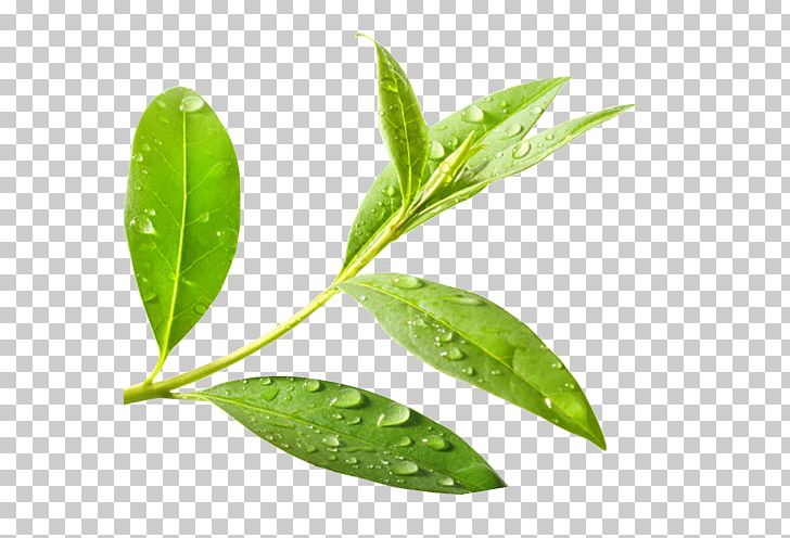 tea plant clipart