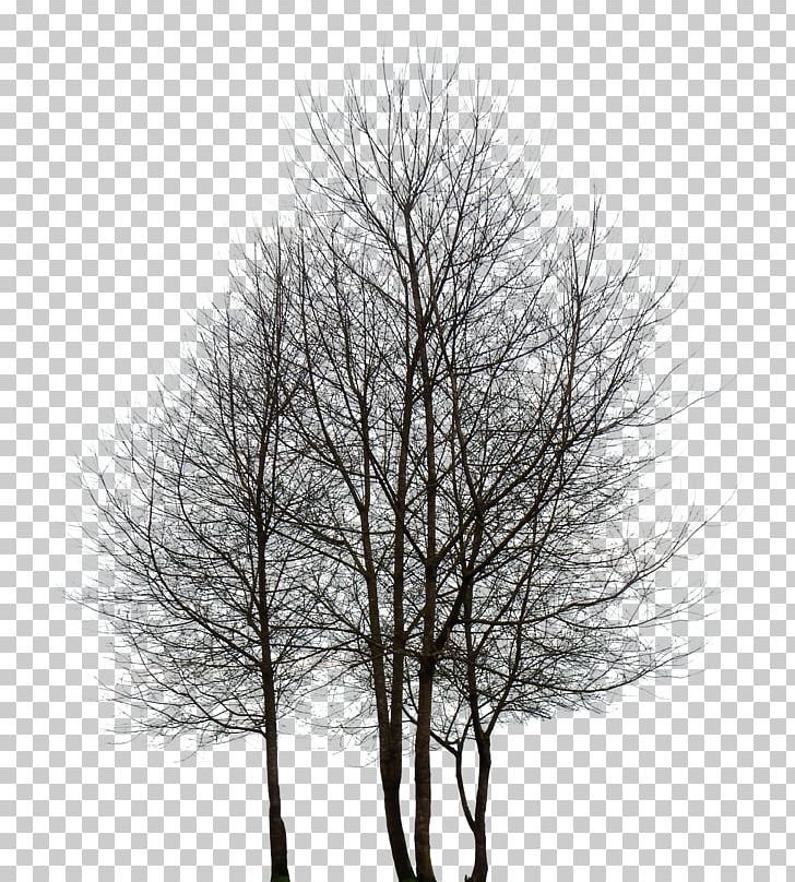 Tree Desktop Rendering PNG, Clipart, 3d Computer Graphics, Black And White, Branch, Broadleaved Tree, Desktop Wallpaper Free PNG Download
