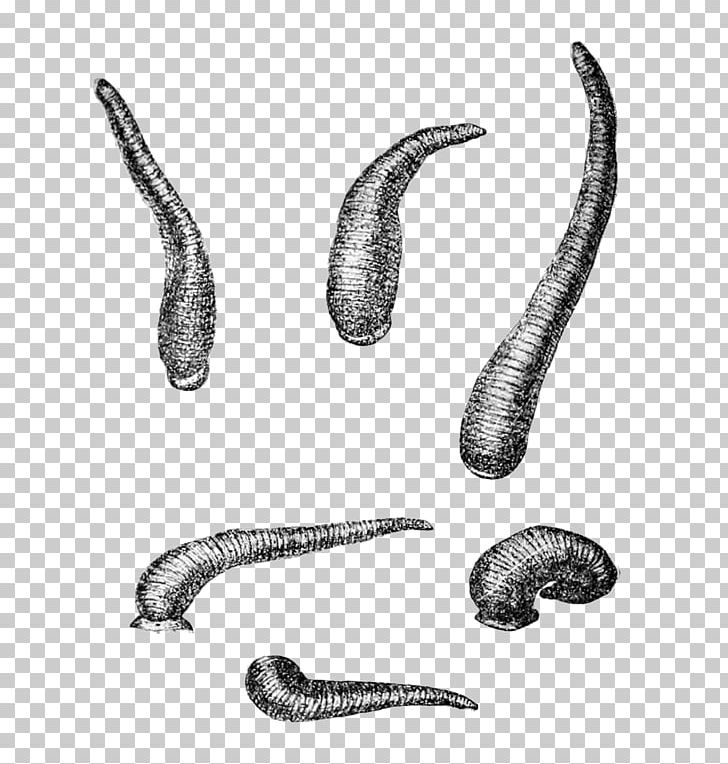 Worm Leech Limnatis Nilotica Annelid Wikipedia PNG, Clipart, Angle, Annelid, Black And White, Definition, Drawing Free PNG Download