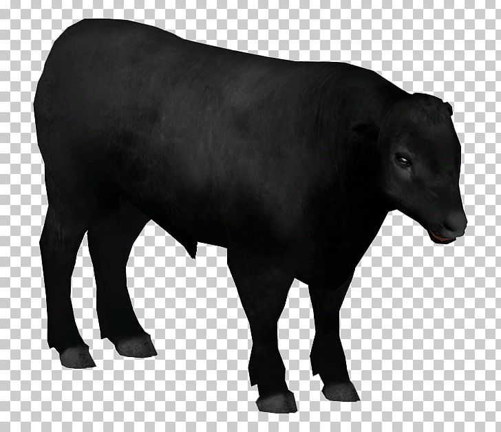 Dairy Cattle Angus Cattle Calf Aberdeen Bull PNG, Clipart, Aberdeen, American Bison, Angus Cattle, Bison Bonasus, Bull Free PNG Download