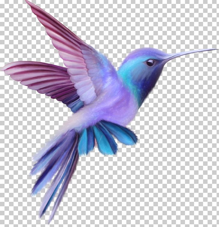 Hummingbird PNG, Clipart, Animals, Beak, Bird, Broadtailed Hummingbird, Computer Icons Free PNG Download