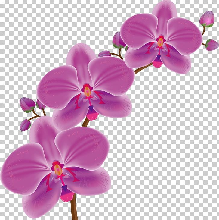 Orchids Drawing Flower PNG, Clipart, Cartoon, Cartoon Character, Cartoon Cloud, Cartoon Eyes, Cartoons Free PNG Download