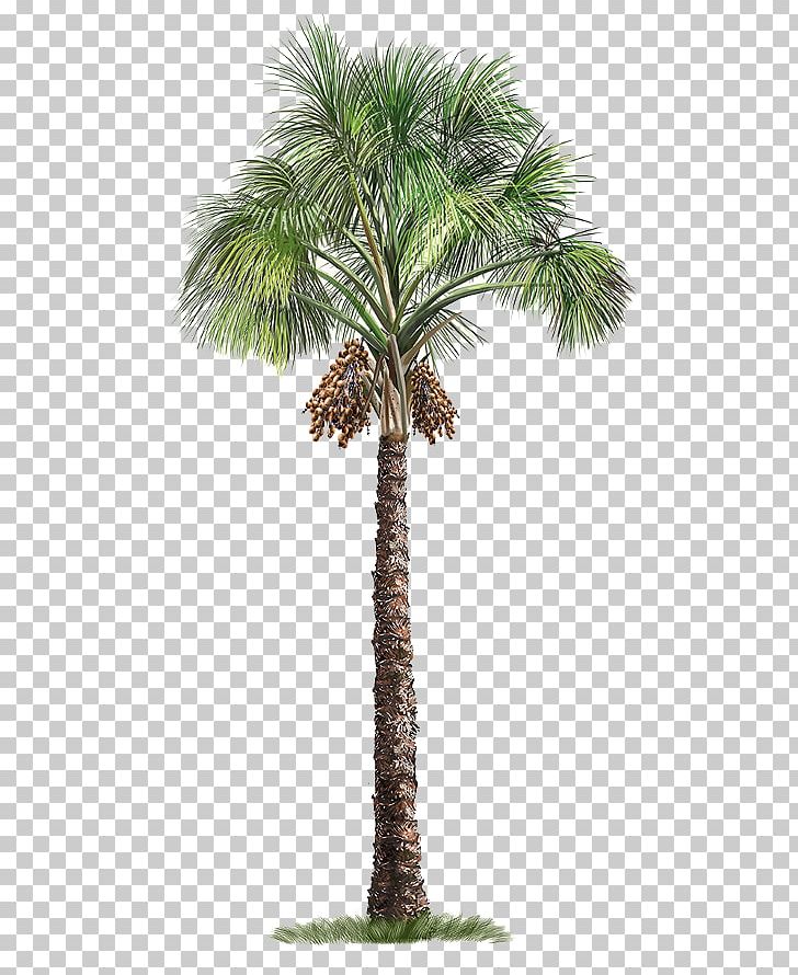 Sago Palm Cycad Palm Trees Mexican Fan Palm PNG, Clipart, Arecales, Attalea Speciosa, Borassus Flabellifer, Coconut, Cycad Free PNG Download