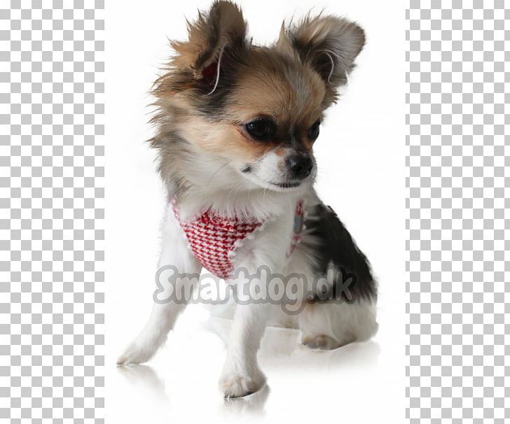 Chihuahua Puppy Dog Breed Companion Dog Toy Dog PNG, Clipart, Animals, Breed, Breed Group Dog, Carnivoran, Chihuahua Free PNG Download