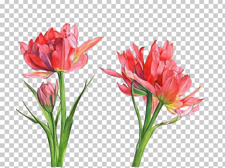 Floral Design Watercolor Painting Parrot Tulips Flower PNG, Clipart, Artificial Flower, Artist, Cartoon, Cut Flowers, Floristry Free PNG Download