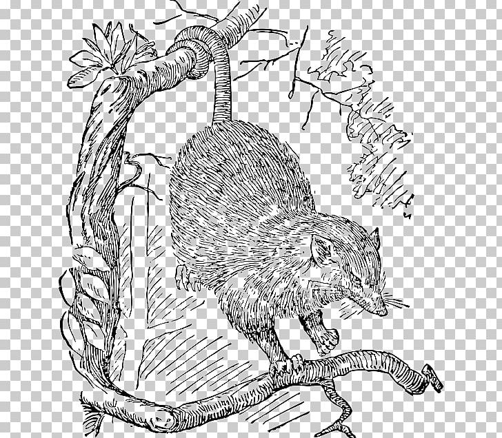 Opossum Drawing PNG, Clipart, Beaver, Black And White, Carnivoran, Cat, Cat Like Mammal Free PNG Download