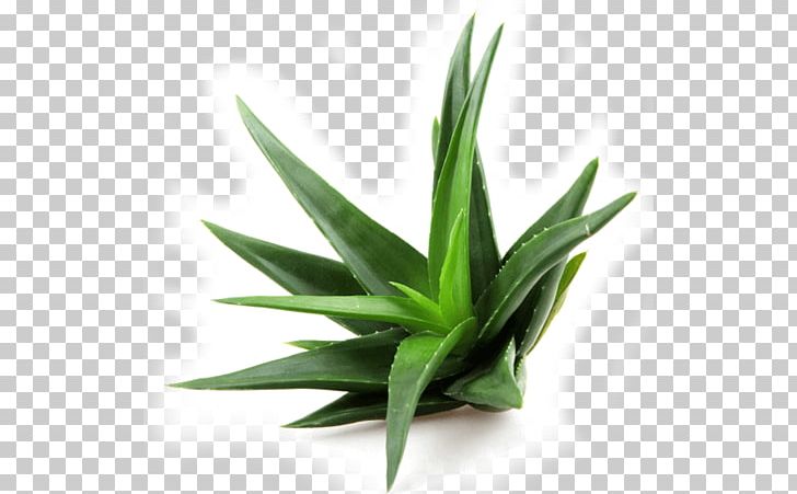 Aloe Vera Extract Succulent Plant Leaf PNG, Clipart, Aloe, Aloe Vera, Aloin, Extract, Flowerpot Free PNG Download