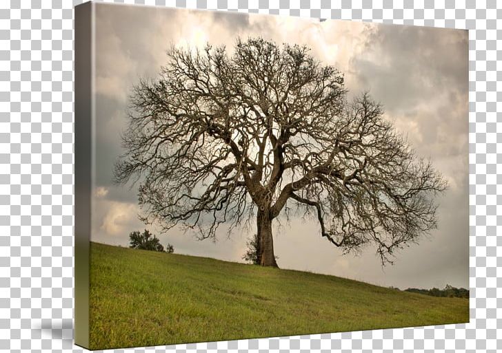 Oak Tree Central Texas Ebony Texas Hill Country Png Clipart