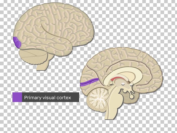 Cerebral Cortex Primary Motor Cortex Visual Cortex Brain PNG, Clipart, Anatomy, Brain, Brodmann Area 6, Cerebral Cortex, Cortex Free PNG Download