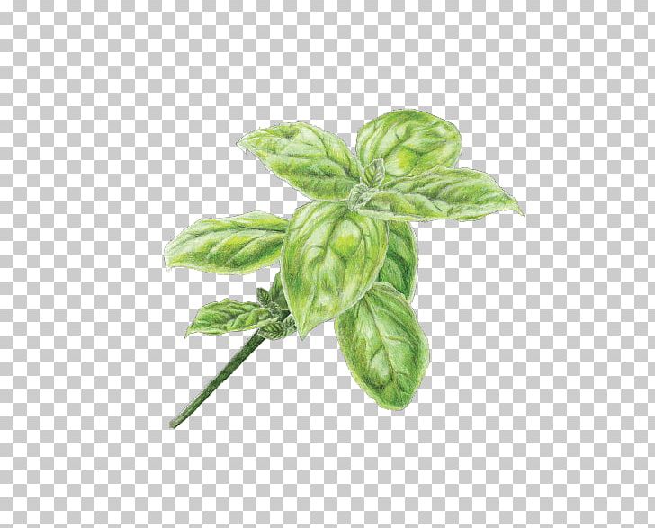 Pesto Pasta Basil Oil Infusion PNG, Clipart, Basil, Basil Oil, Cooking, Cooking Oils, Flavor Free PNG Download