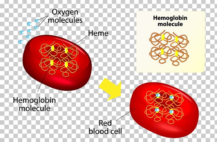 Red Blood Cell Hemoglobin Anatomy PNG, Clipart, Anatomy, Blood, Blood Cell, Bone Marrow, Cell Free PNG Download