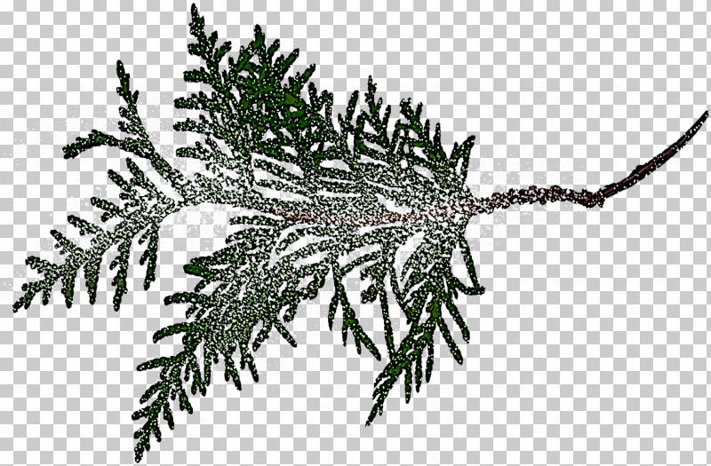 Fern PNG, Clipart, American Larch, Branch, Colorado Spruce, Conifer, Cypress Family Free PNG Download