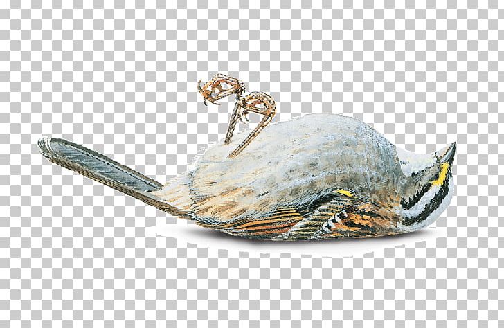 Bird PNG, Clipart, Animals, Bird, Muhlenberg College Free PNG Download