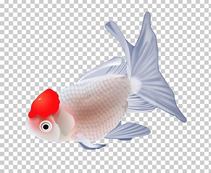 Carassius Auratus PNG, Clipart, Blue, Bony Fish, Clear, Computer Icons, Encapsulated Postscript Free PNG Download