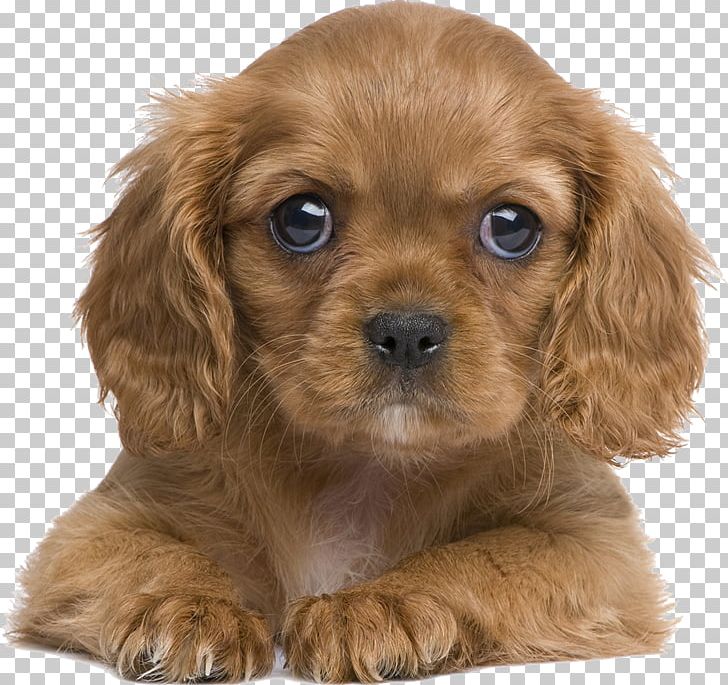 Cavalier King Charles Spaniel Puppy Poodle Pet PNG, Clipart, American Cocker Spaniel, Animal, Carnivoran, Companion Dog, Cuteness Free PNG Download