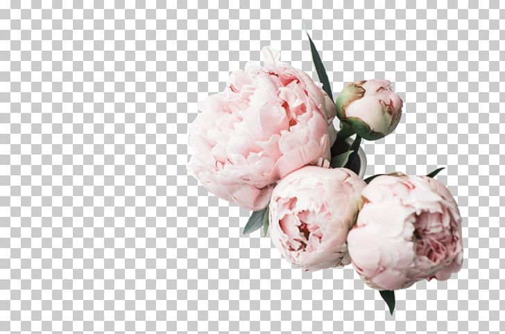 Desktop Peony High-definition Television Computer PNG, Clipart, 4k Resolution, 8k Resolution, Blossom, Computer, Cut Flowers Free PNG Download
