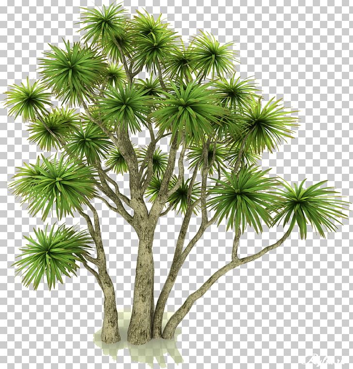 Asian Palmyra Palm Flowerpot Houseplant Autodesk 3ds Max .3ds PNG, Clipart, 3ds, Arecales, Asian Palmyra Palm, Autodesk 3ds Max, Borassus Free PNG Download