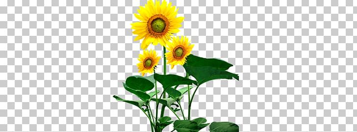 Common Sunflower Sunflower Seed PNG, Clipart, Computer, Computer Wallpaper, Daisy Family, Flower, Flower Arranging Free PNG Download