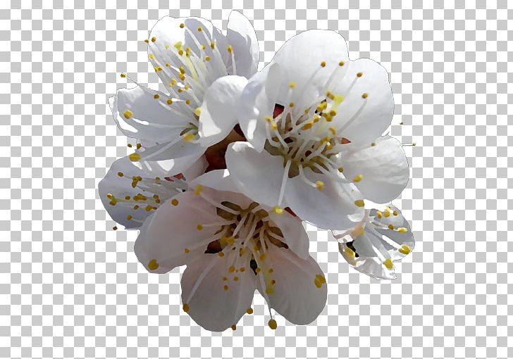 Flower Photography Cerasus Petal PNG, Clipart, Blossom, Branch, Cerasus, Cherry Blossom, Cicek Free PNG Download
