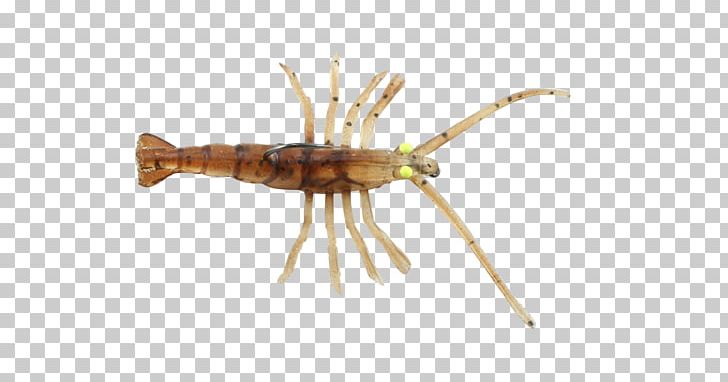 Insect Animal Source Foods Decapoda Pest PNG, Clipart, Animals, Animal Source Foods, Decapoda, Food, Insect Free PNG Download