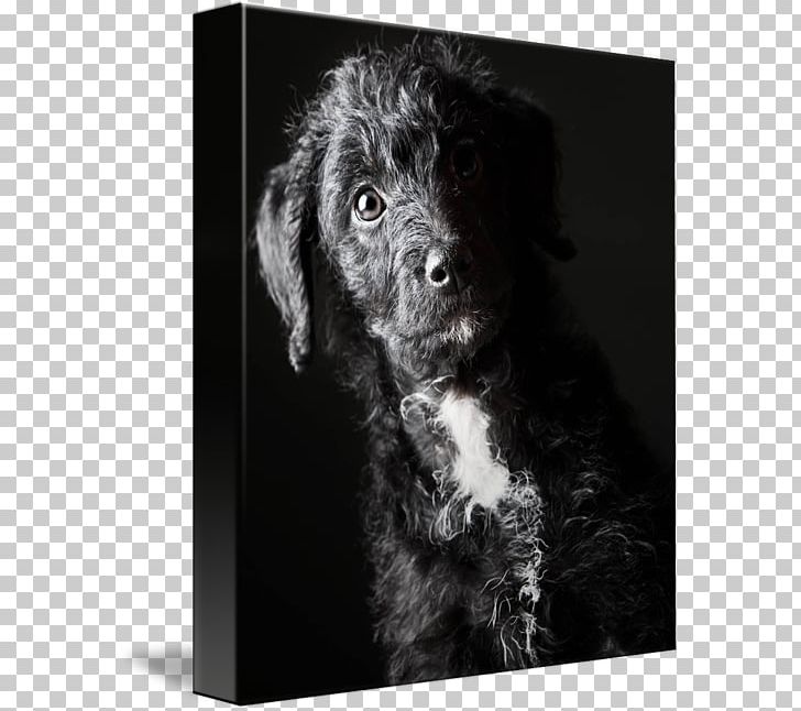 Schnoodle Boykin Spaniel Flat-Coated Retriever Portuguese Water Dog Spanish Water Dog PNG, Clipart, Animals, Carnivoran, Coat, Dog, Dog Breed Free PNG Download
