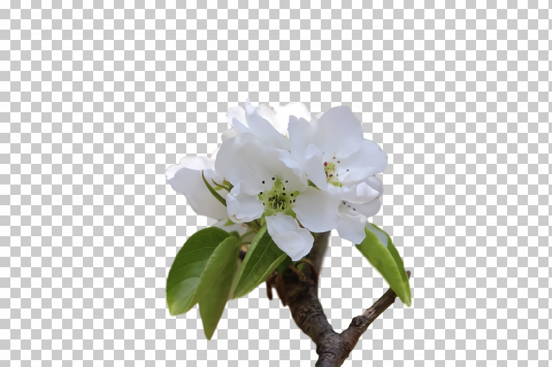 Rose PNG, Clipart, Biology, Branching, Cut Flowers, Flower, Petal Free PNG Download