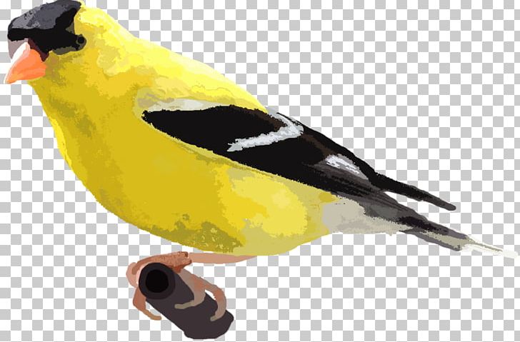 Finch Eurasian Golden Oriole PNG, Clipart, Beak, Bird, Computer, Desktop Wallpaper, Dimension Free PNG Download