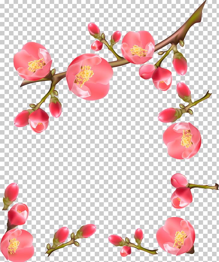 Flowering Quince PNG, Clipart, Artificial Flower, Blossom, Branch, Cherry, Cherry Blossom Free PNG Download