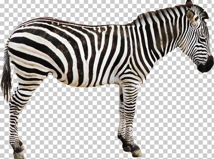 Quagga Zebra Horse Foal PNG, Clipart, Animal, Animal Figure, Animals, Clip Art, Foal Free PNG Download