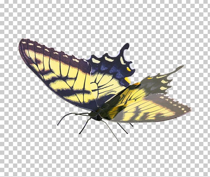 Swallowtail Butterfly Eastern Tiger Swallowtail Pipevine Swallowtail Metal PNG, Clipart, Arthropod, Brush Footed Butterfly, Butterflies And Moths, Butterfly, Caterpillar Free PNG Download