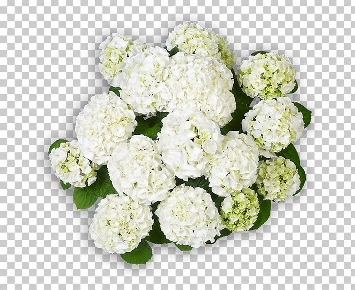 Hydrangea Cut Flowers Wudu Floral Design PNG, Clipart, Afterschool Activity, Annual Plant, Compact, Cornales, Cut Flowers Free PNG Download
